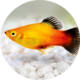 Tetra outlet tropical fish